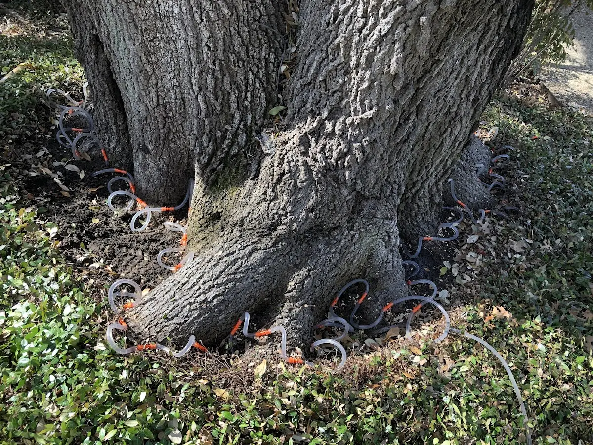 Detailed Tree Cabling and Bracing job site in North Sandwich