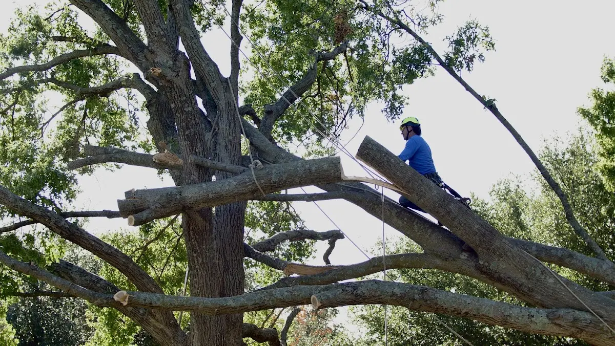 Professional Hazardous Tree Removal performed by certified arborists in North Sandwich