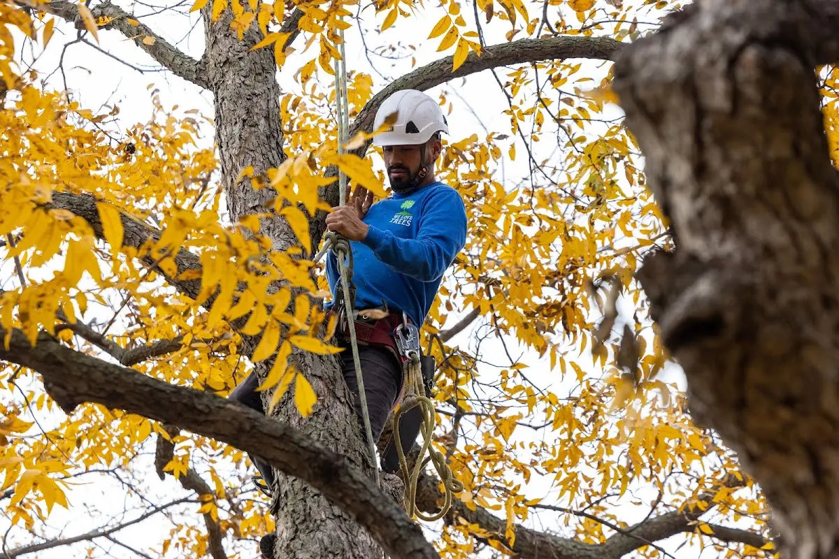 Skilled Tree Planing crew working in North Sandwich